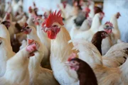 Kaffee und Sahne: "Cream" haben die Züchter*innen ihre weiße Hühnerrasse genannt, "Coffee" die braune. Sogenannte Zweinutzungshühner, bei denen nicht nur die Eier der Hennen, sondern auch das Fleisch ihrer Bruderhähne vermarktet werden.