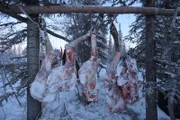 Moose carcass hanging outside of Heimo and Edna's cabin.