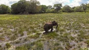 Luftaufnahme eines Elefanten, in Sri Lanka?