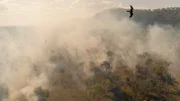 Vögel kreisen über den Waldbränden in Nord-Australien.
