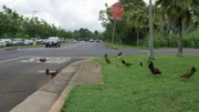 Hühner wandern durch die Straßen von Kauai, Hawaii (USA).
