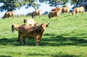 Die Rinder auf dem Hofgut Stöcken leben 8 Monate im Jahr auf der Weide.
