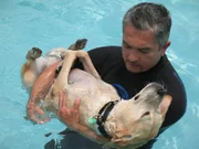 Hundeflüsterer Cesar Millan kümmert sich um den Labrador Gavin.
