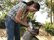 Die Wolf-Expertin Jennifer McCarthy steht heute dem Hundeflüsterer in einem ganz besonderen Fall zur Seite ...