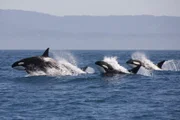 Orca-Familie. Orcas oder Killerwale sind die größte Art der Delfine. Sie werden 5-8 Meter lang. Orcas sind Fleischfresser – sie erbeuten Fische, Seelöwen, Haie, Schildkröten und manchmal sogar andere Wale.