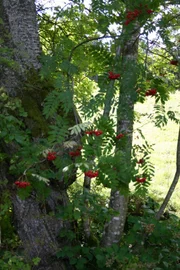 Die Eberesche ist ein Baum oder ein Strauch mit leuchtend roten Früchten und gefiederten Blättern.