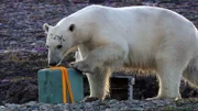 Als wüsste er genau, wie man Kühlboxen öffnet: Nahezu routiniert geht ein Eisbär im Nordwesten Grönlands vor, um an den Inhalt der Vorratskiste zu kommen.