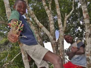 Rashidi (l.) und Hamisi dürfen das erste Mal ihre eigenen Nelken ernten. Dazu müssen sie hoch in die Bäume klettern.