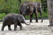 Elefanten-Mädchen Anchali will außer Muttermilch noch keine anderen Lebensmittel zu sich nehmen.