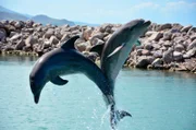 Springende Delfine auf St. Kitts in der Karibik.