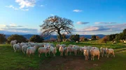 Sardische Schafe warten auf das morgendliche Melken.
