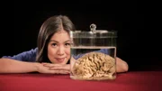 Das Gehirn ist die komplexeste Struktur, die im Universum bekannt ist. Dr. Mai Thi Nguyen-Kim zeigt, wie es tickt.