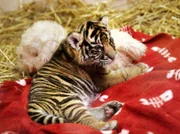 hr-fernsehen TSCHÜSS, KLEINER TIGER!, Daseep zieht vom Main an die Wupper, am Sonntag (12.12.10) um 14:30 Uhr. Das Sumatra-Tigerbaby "Daseep" ein paar Tage nach seiner Geburt im Frankfurter Zoo.