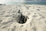 Frisch geschlüpfte Schildkröten kriechen aus dem Sand und suchen ihren Weg ins Wasser.