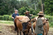 Puerto Rico - Suley (foreground) guides two oxen while Ian (background right) teaches Gordon Ramsay (background left) how to plow. (Credit: National Geographic/Justin Mandel)