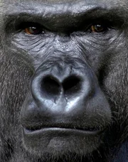 Orang-Utan Mutter Mücke, Tochter Satu, und Gorilla Ivo - sie gehören zu den Hauptdarstellern unter den Affen im Zoo und Tierpark Berlin. Star im Zoo Berlin: der 20-jährige Gorilla Ivo