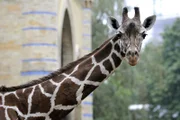 Bei den Giraffen im Zoo Berlin ist endlich der erhoffte Nachwuchs zur Welt gekommen! Rund sechs Monate später als erwartet, hat Giraffenkuh Kibaja endlich ihr drittes Jungtier geboren.
