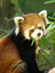 Red Panda cubs out on exhibit at the Prospect Park Zoo.