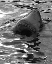 Great White Open Mouth, New Zealand