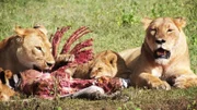 Lions eating a zebra in Tanzania.
