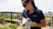 Meeresbiologin Jess Bourchier kümmert sich um gefährdete Zwergpinguine auf Middle Island.
