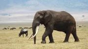 An elephant in Tanzania.