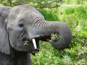 An elephant eating in Tanzania.