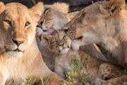 Marsh Pride lionesses grooming a cub.