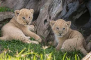Charm’s cubs at Dave’s Tree.