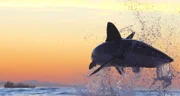 ''Air Jaws'' great white shark under threat in Mossel Bay.