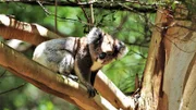 In den Eukalyptuswäldern entlang der Straße leben auch Koalas.
