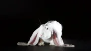 Kaninchenportrait: Ein Englischer Widder. Nur eine Rasse von vielen, die Züchter auf der ganzen Welt begeistern.
