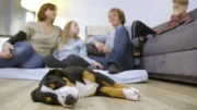 Familie Weingärtner mit Entlebucher Sennenhund Ebby