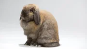 Kaninchenportrait: Ein Holländischer Widder. Nur eine Rasse von vielen, die Züchter auf der ganzen Welt begeistern.