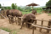 Eingebettet in einen thailändischen Wald widmet sich dieses riesige Krankenhaus der Pflege und Rettung von Tausenden von Elefanten pro Jahr.