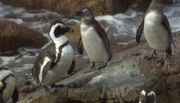 Der afrikanische Pinguin ist vom Aussterben bedroht.