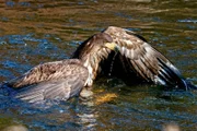 Halbwüchsiger Seeadler schwimmt.
