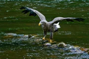 Ausgewachsener Seeadler hält Ausschau nach vorbeischwimmenden Fisch.