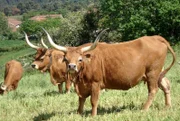 In bis zu 1400 Meter Höhe liegt die malerische, nord-portugiesische  Berglandschaft von Trás-os-Montes. Nur hier leben die Barrosã-Rinder, deren Markenzeichen die langen spitzen Hörner sind.