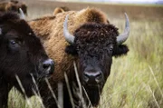 Früher waren die Bisons vom Aussterben bedroht, heute haben sich ihre Bestände wieder erholt.