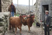 Joaquim Fernandes Santos (l.) und sein Vater Antonio spannen die Tiere vor den Rinderkarren.