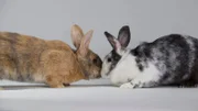 Kaninchenportrait: Ein Japanerkaninchen. Nur eine Rasse von vielen, die Züchter auf der ganzen Welt begeistern.