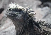 Auf Fernandina, einer der Galapagosinseln im Pazifik, lebt eines der seltsamsten Reptilien - der meergehende Leguan. Diese Tiere sind Vegetarier und finden an Land nur wenig Nahrung. So grasen diese Echsen auf dem Meeresgrund