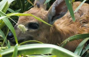 Auf Harnas ist ein neues Waisenkind angekommen - der Kudu Quincy.