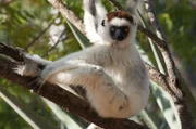 Madagaskar beherbergt etwa 100 verschiedene Arten von Lemuren. Sie haben sich den extrem unterschiedlichen Lebensräumen angepasst.
