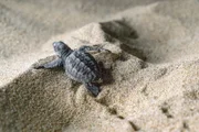 Oliv-Bastardschildkröte an der Küste von Oaxaca.