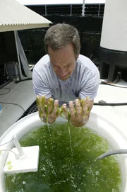 June 29.  Kona, HI:  Mike Rowe, host of the Discovery Channel's Dirty Jobs at Mera Pharmaceuticals, a micro algae farming company in Kona, HI, June 29, 2005.  (Discovery Channel)