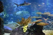 Im Aquarium des Berliner Zoos steht ein Tauchgang unter erschwerten Bedingungen an. Das Haifischbecken ist verschmutzt und muss gereinigt werden.