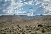 Wilde Mustangs wandern in Herden von etwa 20 Stuten und Fohlen über die hoch gelegene Wüste Nevadas. Ein dominanter Hengst führt sie an.
