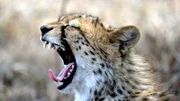 Wenn es um reine Geschwindigkeit geht, steht der Gepard ganz oben: An Land ist er das schnellste Tier der Welt.